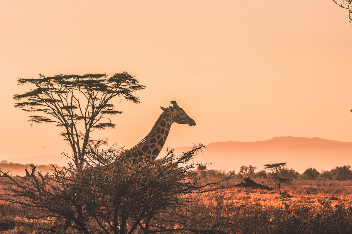 Giraffe in African landscape horizon